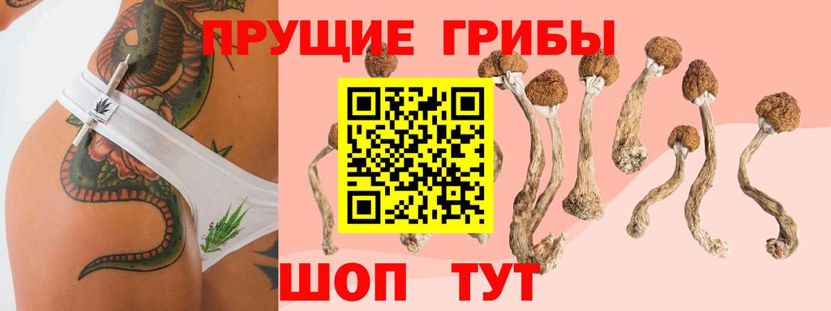 где купить наркотик  Вход с VPN  Майский  Псилоцибиновые грибы Cubensis  Псилоцибиновые грибы Psilocybe 